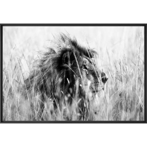 PHOTOGRAPHIE D'ART PEUGEOT X YELLOWKORNER « LION IN THE GRASS 3 »